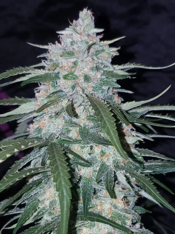 PINEAPPLE EXPRESS AUTO FAST BUDS - immagine 3