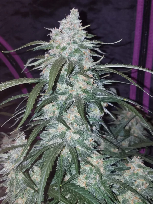 PINEAPPLE EXPRESS AUTO FAST BUDS - immagine 4