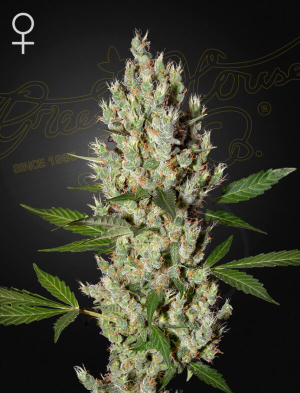 Green House Seeds MOBY DICK