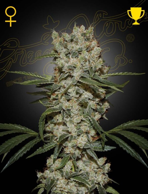 Green House Seeds SUPER SILVER HAZE