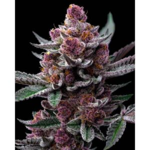 Cherry🍒Poppers Barney's Farm