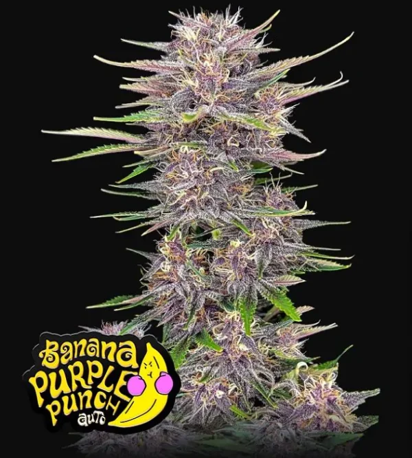 Banana Purple Punch Auto Fast Buds