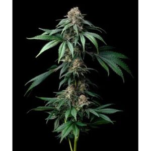 Mendo Breath Barney's Farm