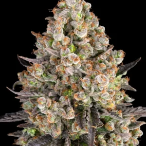 Og Kush Barney's Farm